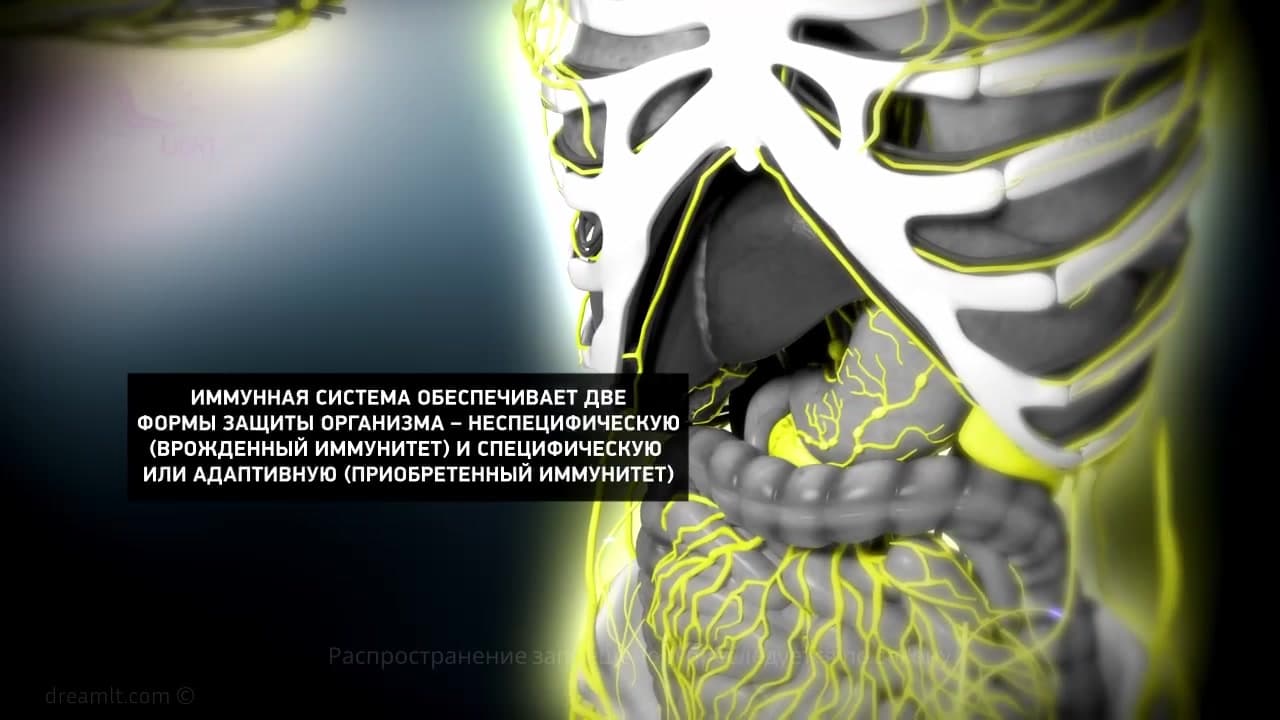 Pathology of the immune system