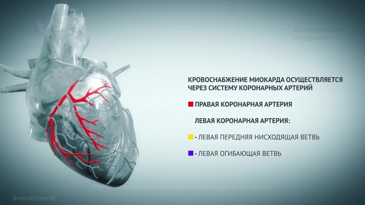 Ишемическая болезнь сердца - этиология, патогенез и клиническая картина